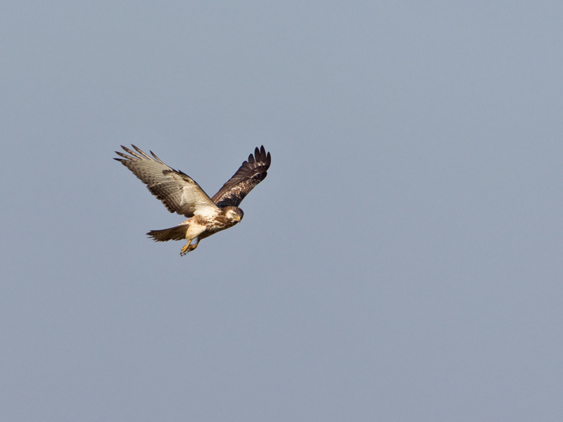 Buteo lagopus Ruigpootbuizerd Rough-legged Buzzard